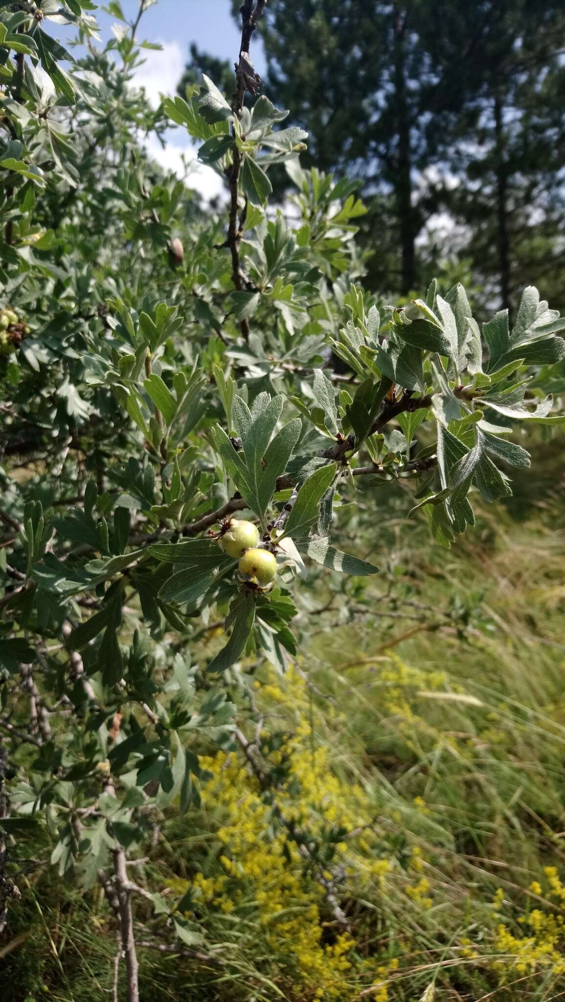 Image of Crataegus orientalis Pall. ex Bieb.