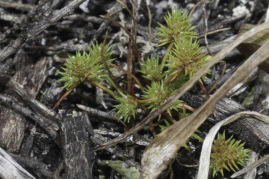 Image of bottlebrush bulrush