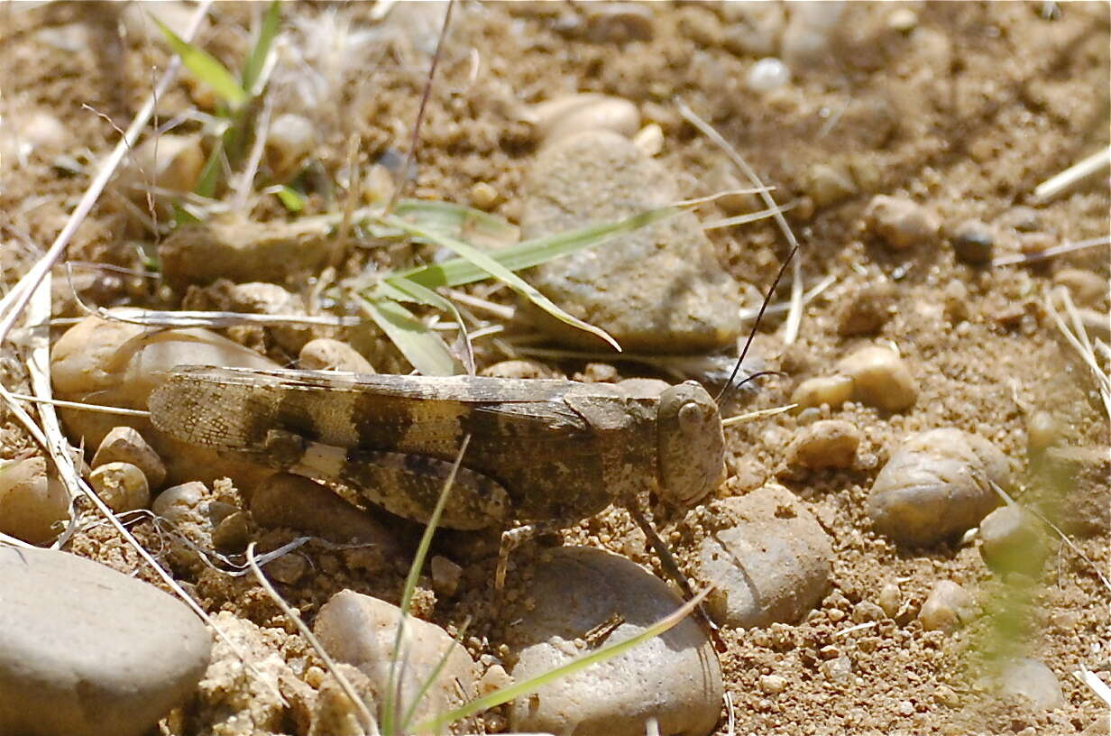 Image of Say's Grasshopper