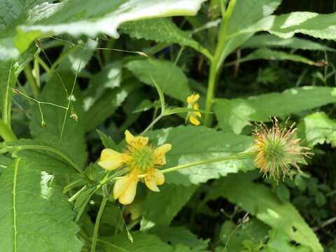 Image de Geum japonicum Thunb.