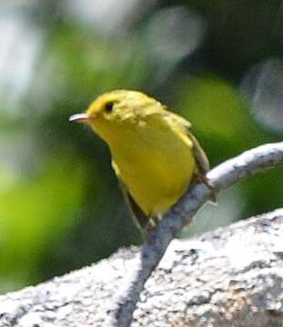 Image of Wilson's Warbler