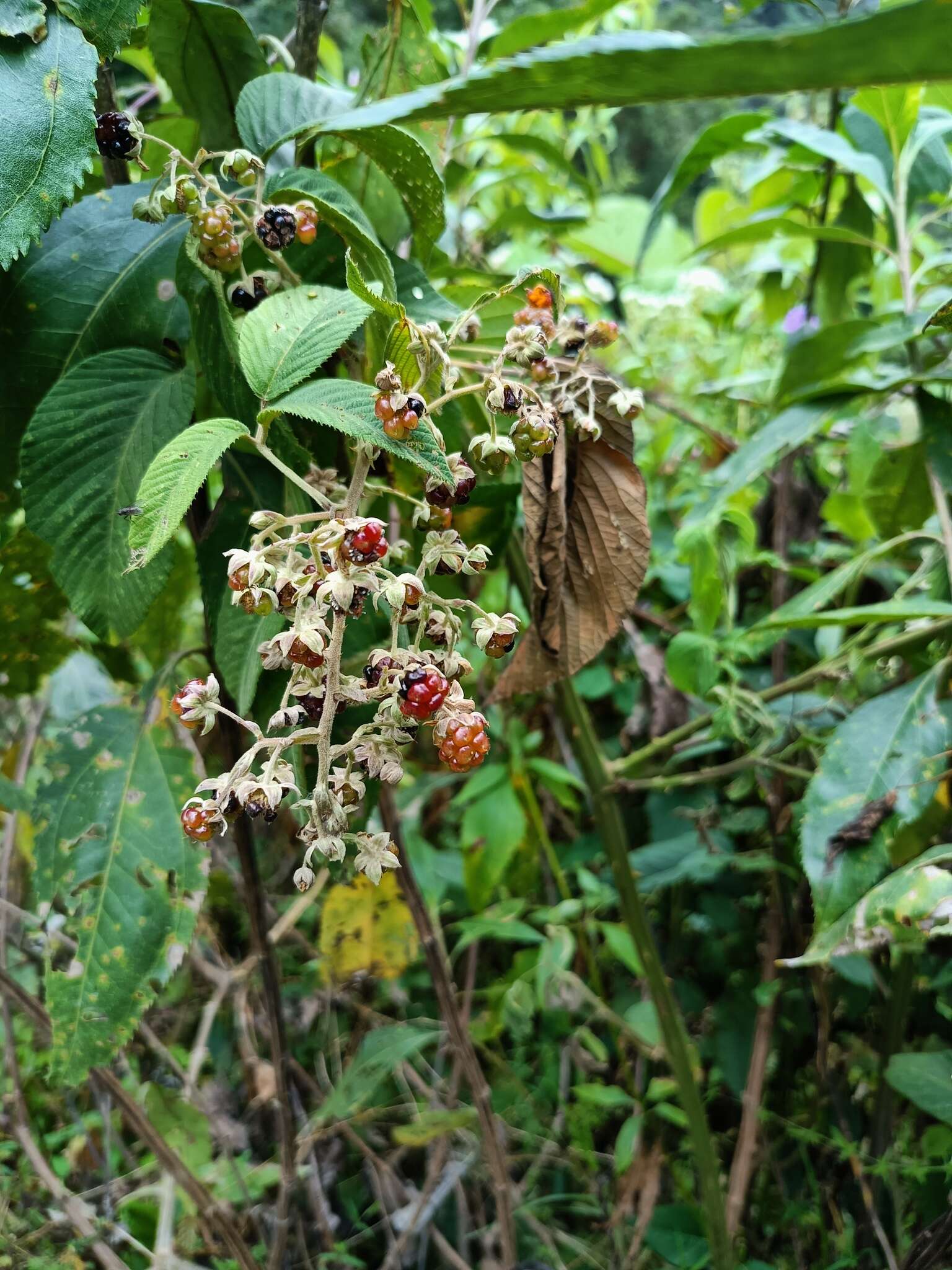 Imagem de Rubus boliviensis Focke