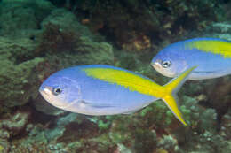 Image of Yellowtail blue snapper