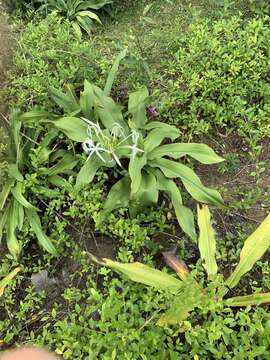 Image of Crinum asiaticum var. sinicum (Roxb. ex Herb.) Baker