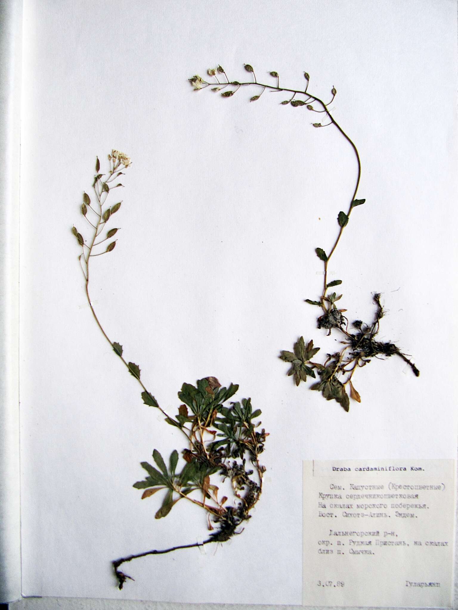 Image of Draba cardaminiflora Kom.