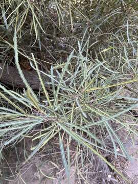 Plancia ëd Vauquelinia corymbosa subsp. angustifolia (Rydb.) W. J. Hess & J. Henrickson