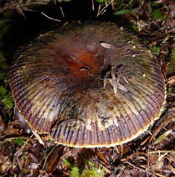 Image of Russula acrolamellata McNabb 1973