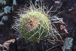 Image of <i>Echinofossulocactus multicostatus</i>