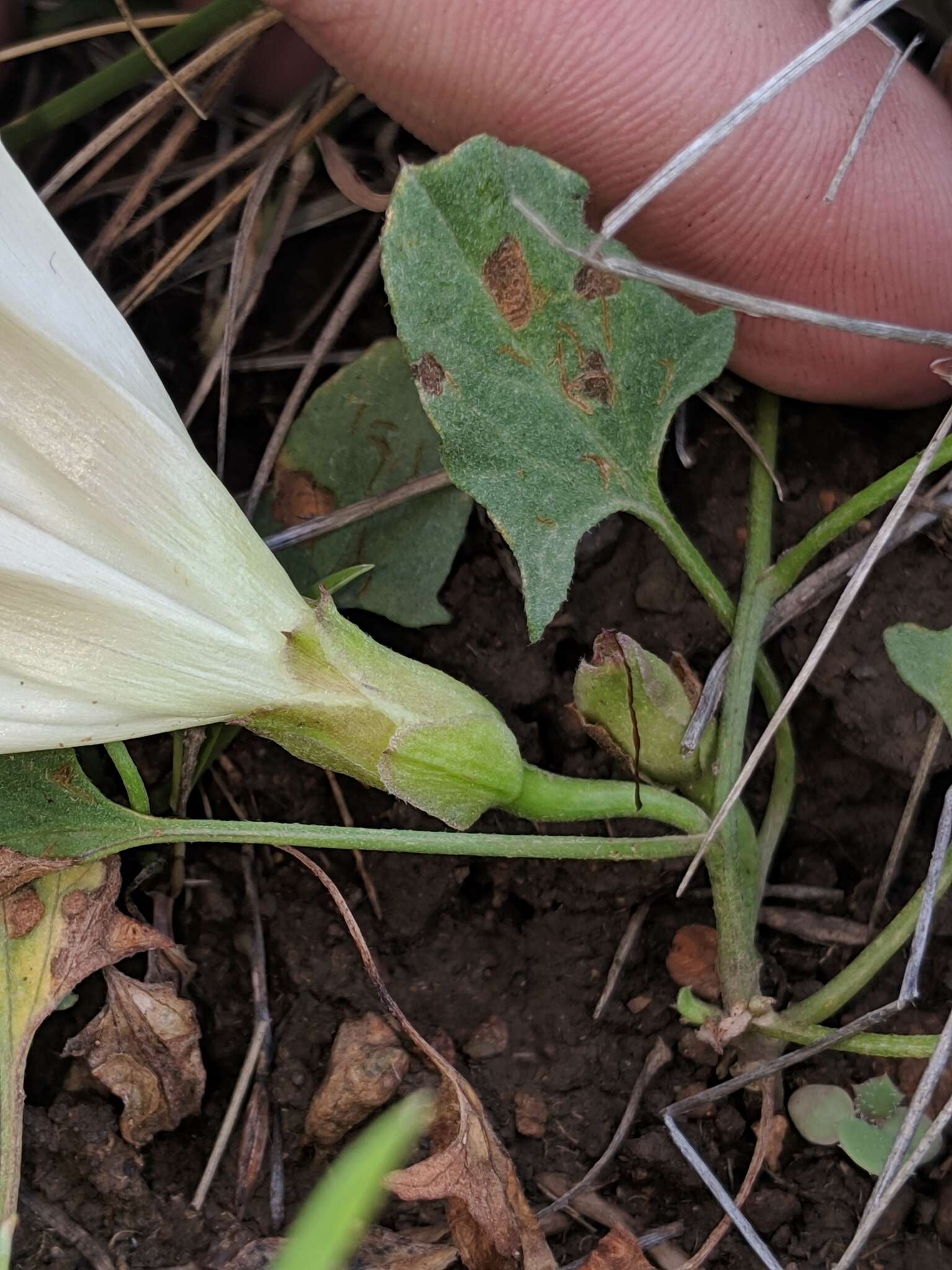 Image de Calystegia subacaulis subsp. episcopalis R. K. Brummitt