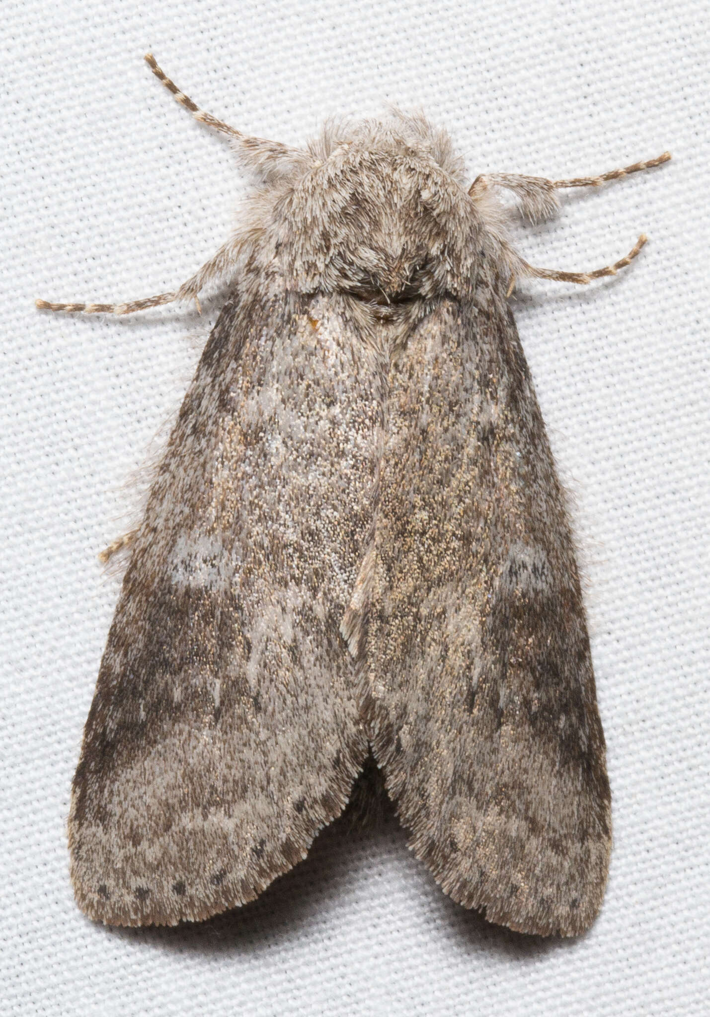 Image of Variable Oakleaf Caterpillar Moth