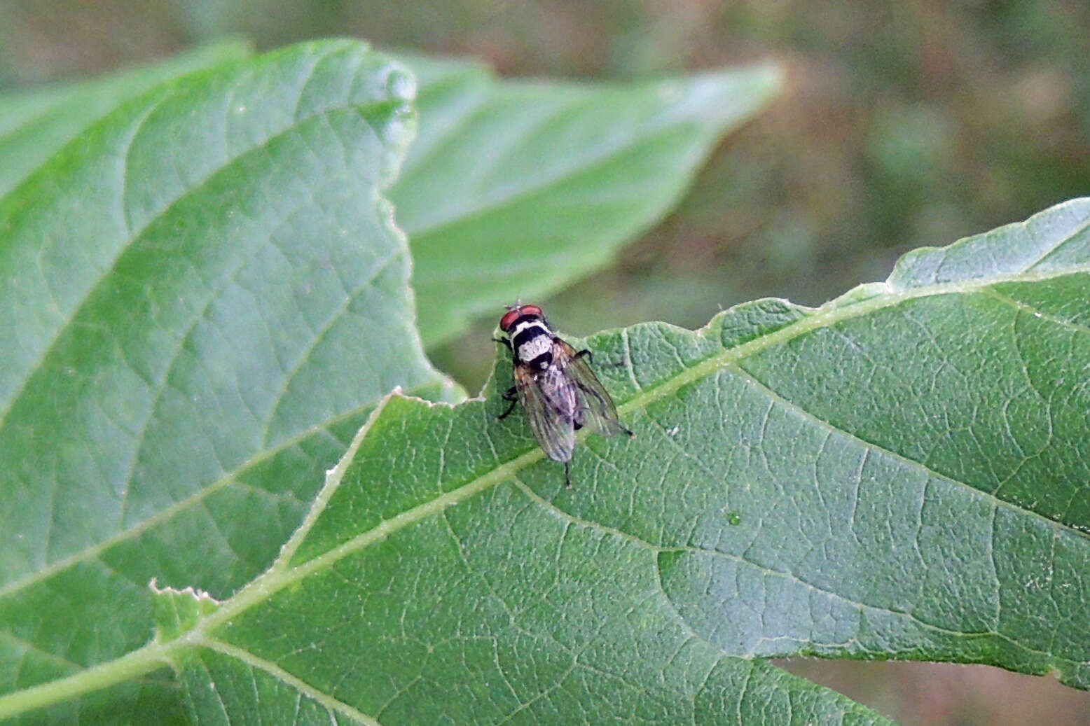 Image of Anthomyia oculifera Bigot 1885