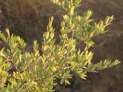 Image of Frangula microphylla (Schult.) Grubov