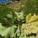 Plancia ëd Hibiscus megistanthus Hochr.