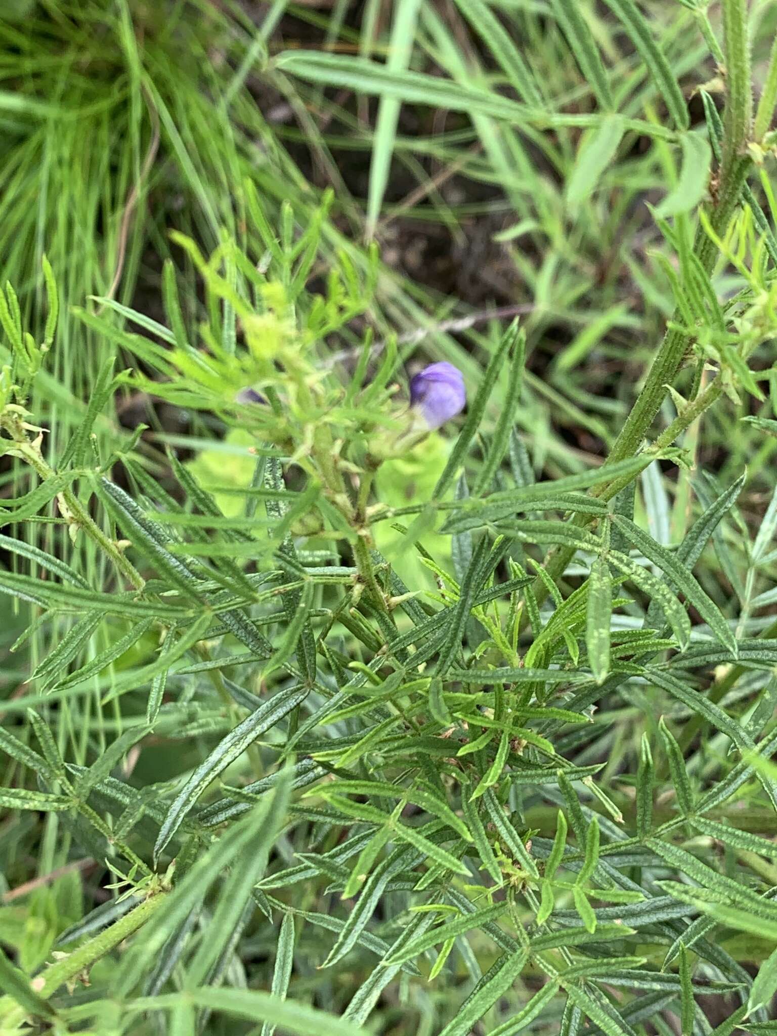 Plancia ëd Psoralea glabra E. Mey.