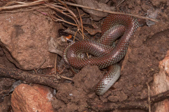 Image of Red-naped Snake