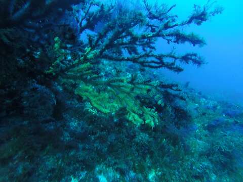 Image of chameleon sea fan