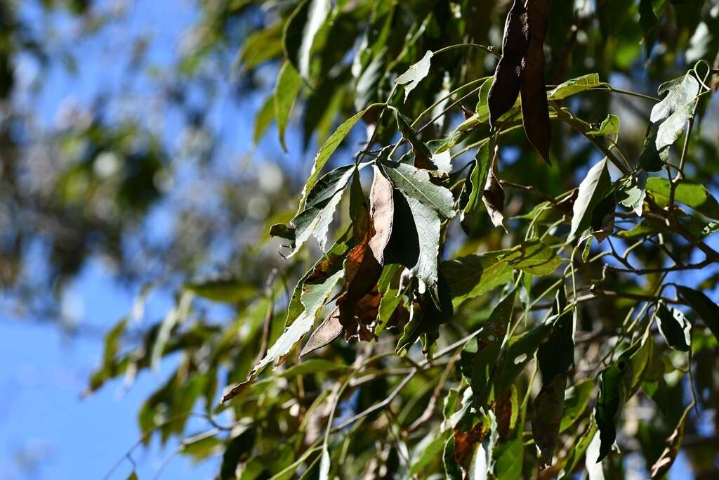 Image of <i>Lonchocarpus sumiderensis</i>