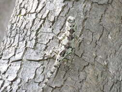 Image of Black-nosed Lizard