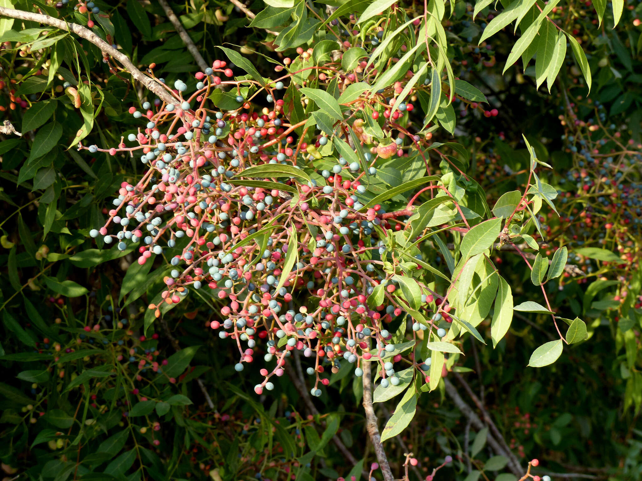 Plancia ëd Pistacia terebinthus L.