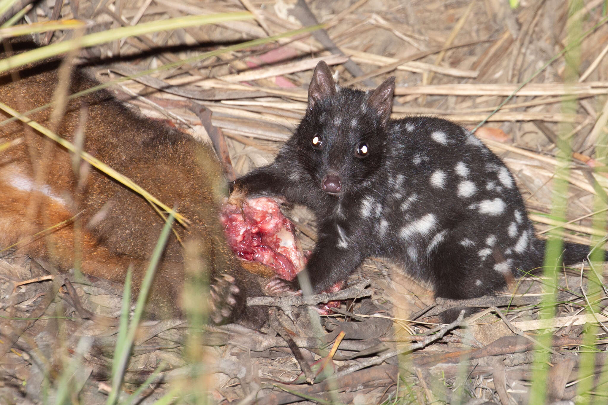 Image of quoll