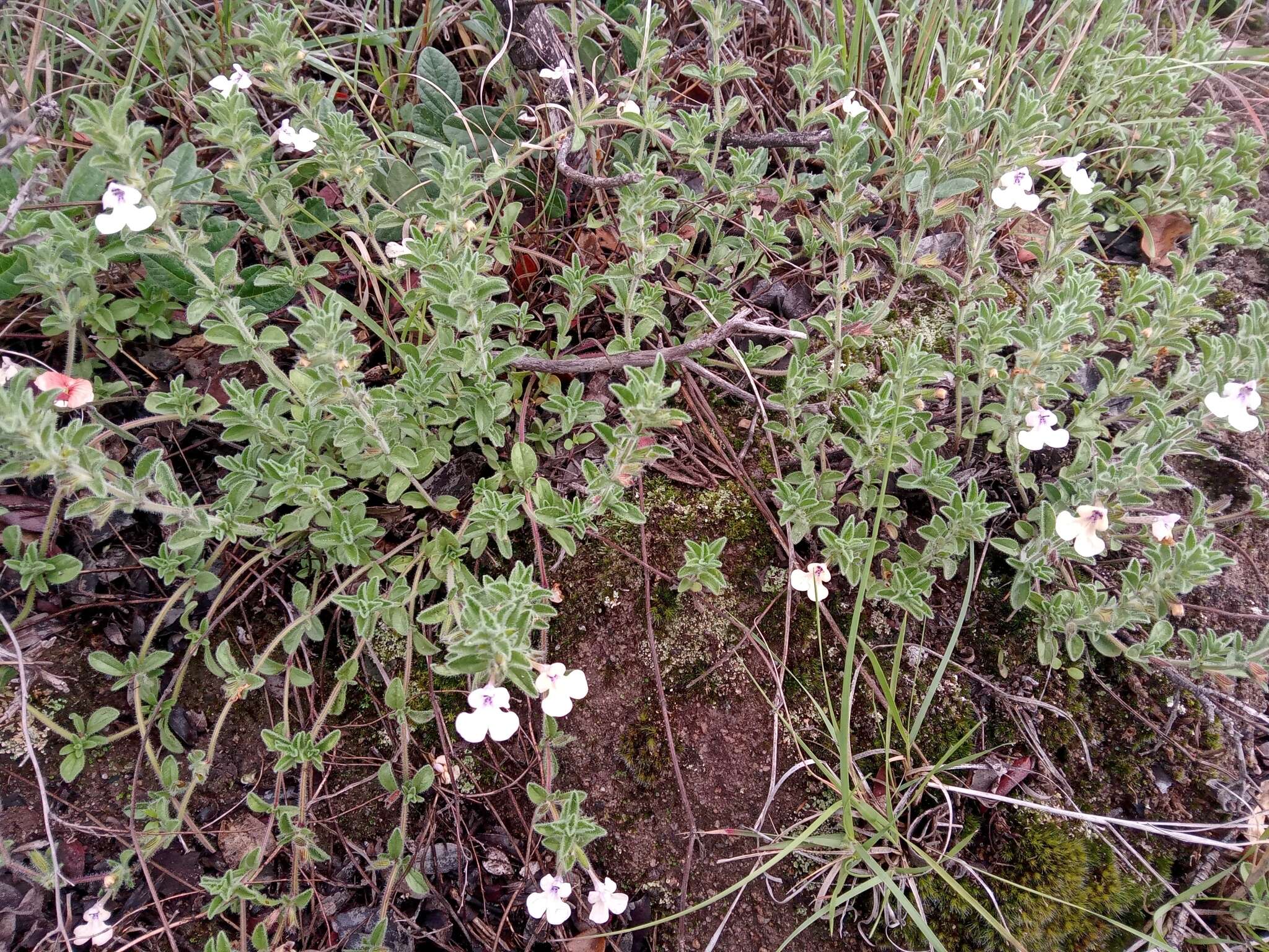 Imagem de Salvia axillaris Moc. & Sessé ex Benth.