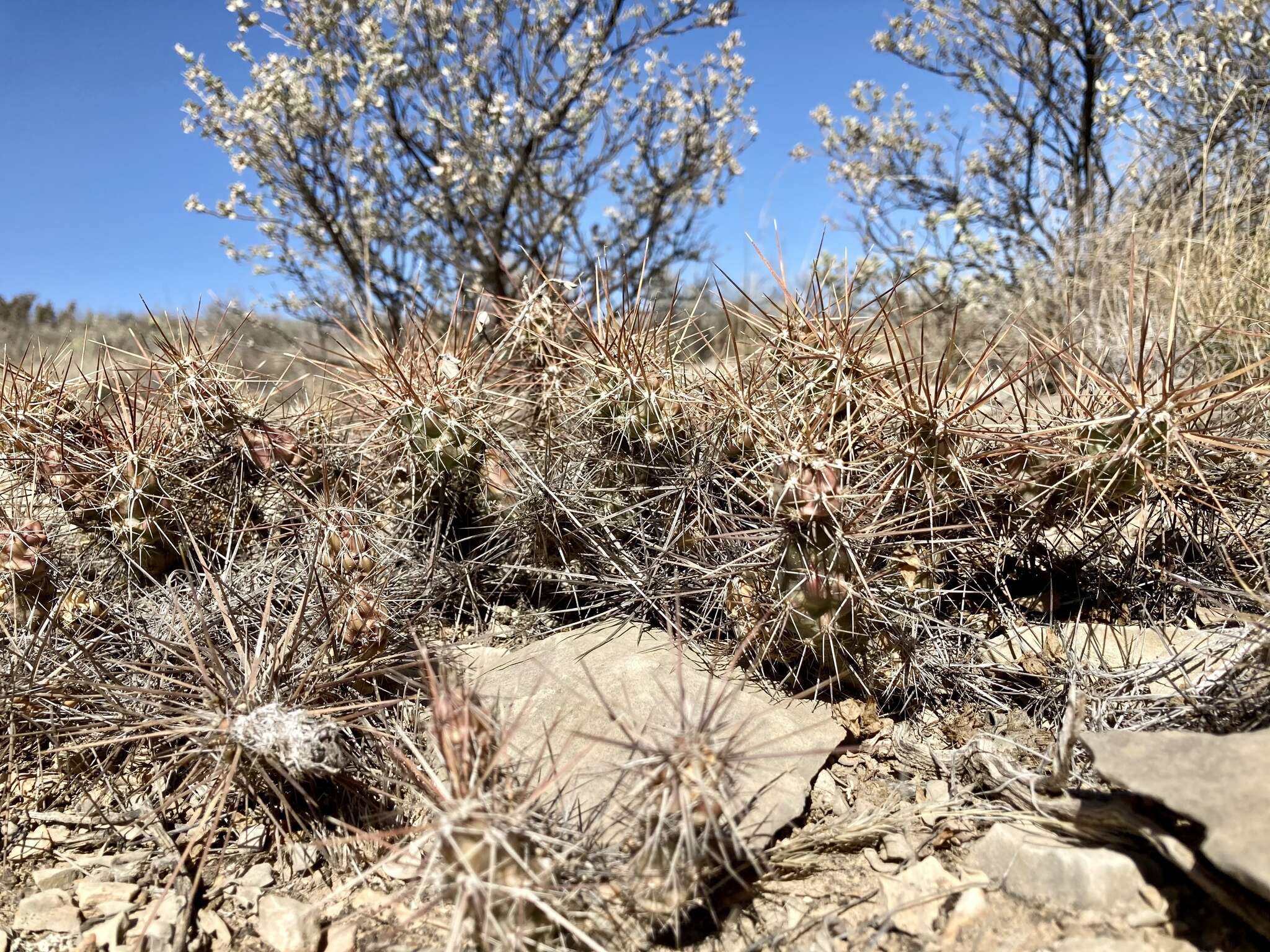 Image of Schott's Prickly-pear Cactus