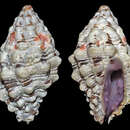 Image of Morula aspera (Lamarck 1816)