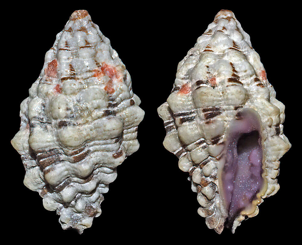 Image de Morula aspera (Lamarck 1816)