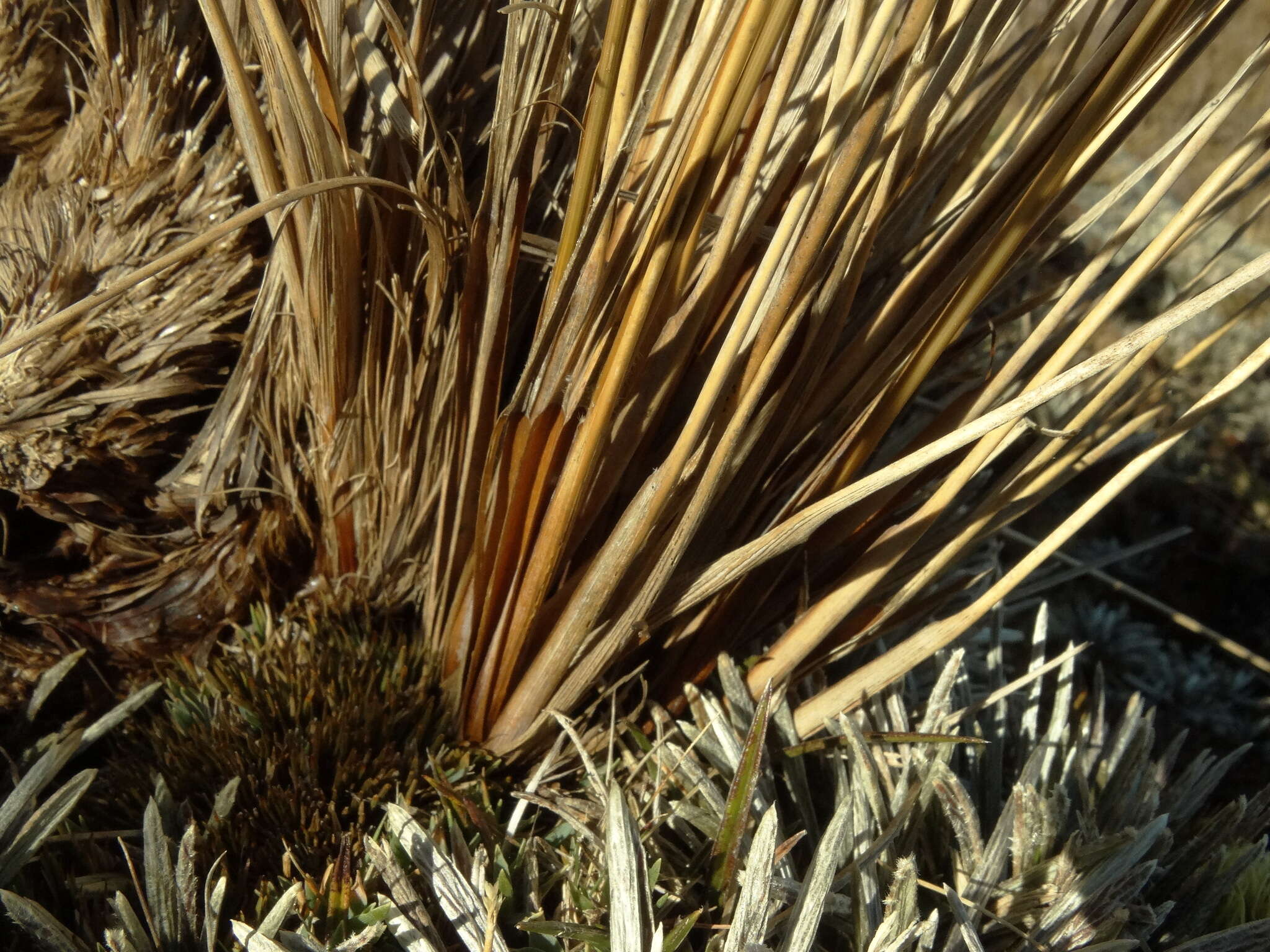 Plancia ëd Chionochloa rubra subsp. cuprea Connor