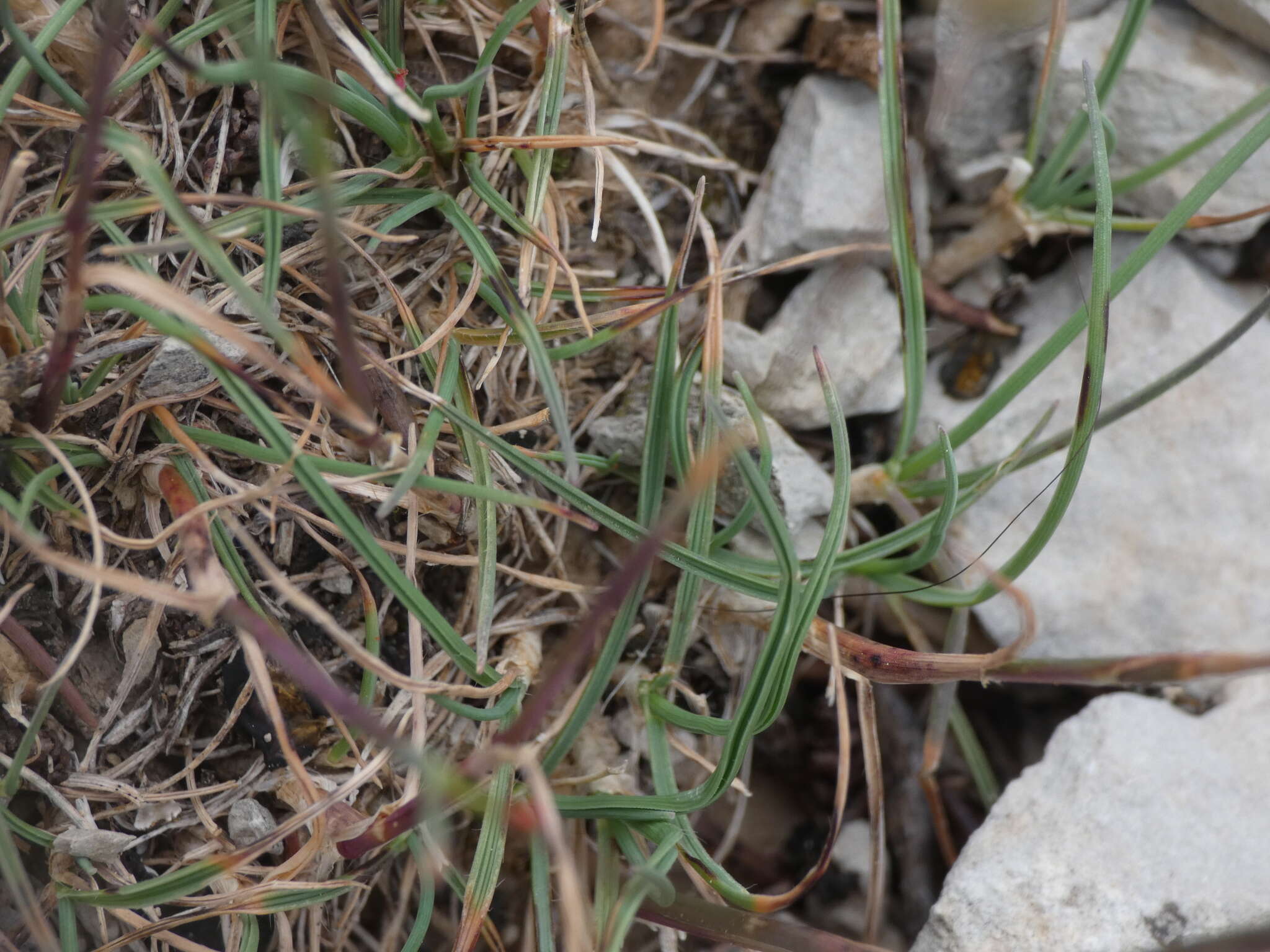 Image of Somerset hair grass