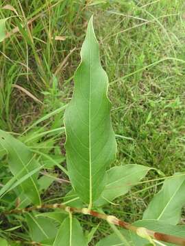 Sivun Persicaria amphibia var. emersa (Michx.) J. C. Hickman kuva