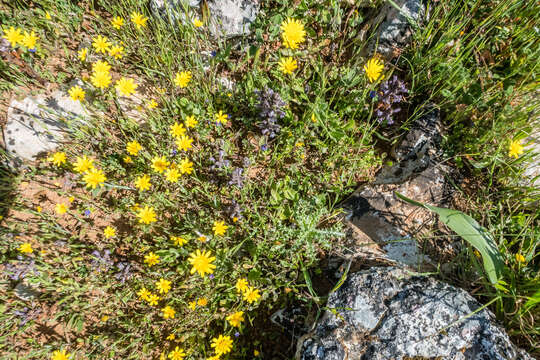 Image of Phelipanche rosmarina (G. Beck) Banfi, Galasso & Soldano