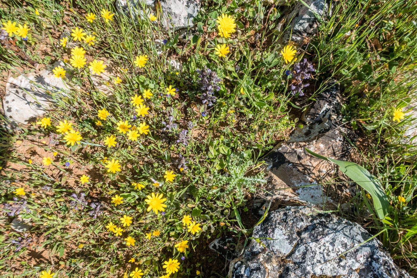 Imagem de Phelipanche rosmarina (G. Beck) Banfi, Galasso & Soldano