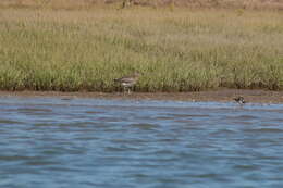 Image of Arenaria interpres interpres (Linnaeus 1758)