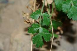 Image of Pimpinella tragium subsp. lithophila (Schischkin) Tutin