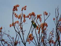 Image of Damara Meyer's Parrot