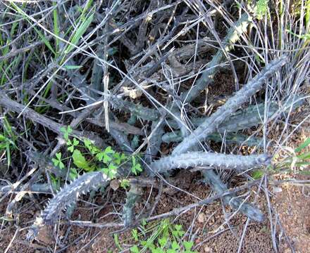 صورة Ceropegia pallens (Bruyns) Bruyns