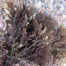 Image of Laurencia thyrsifera