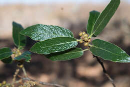 Image of Quercus castanea Née