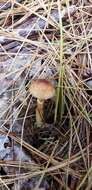 Plancia ëd Agaricus pallens (J. E. Lange) L. A. Parra 2013