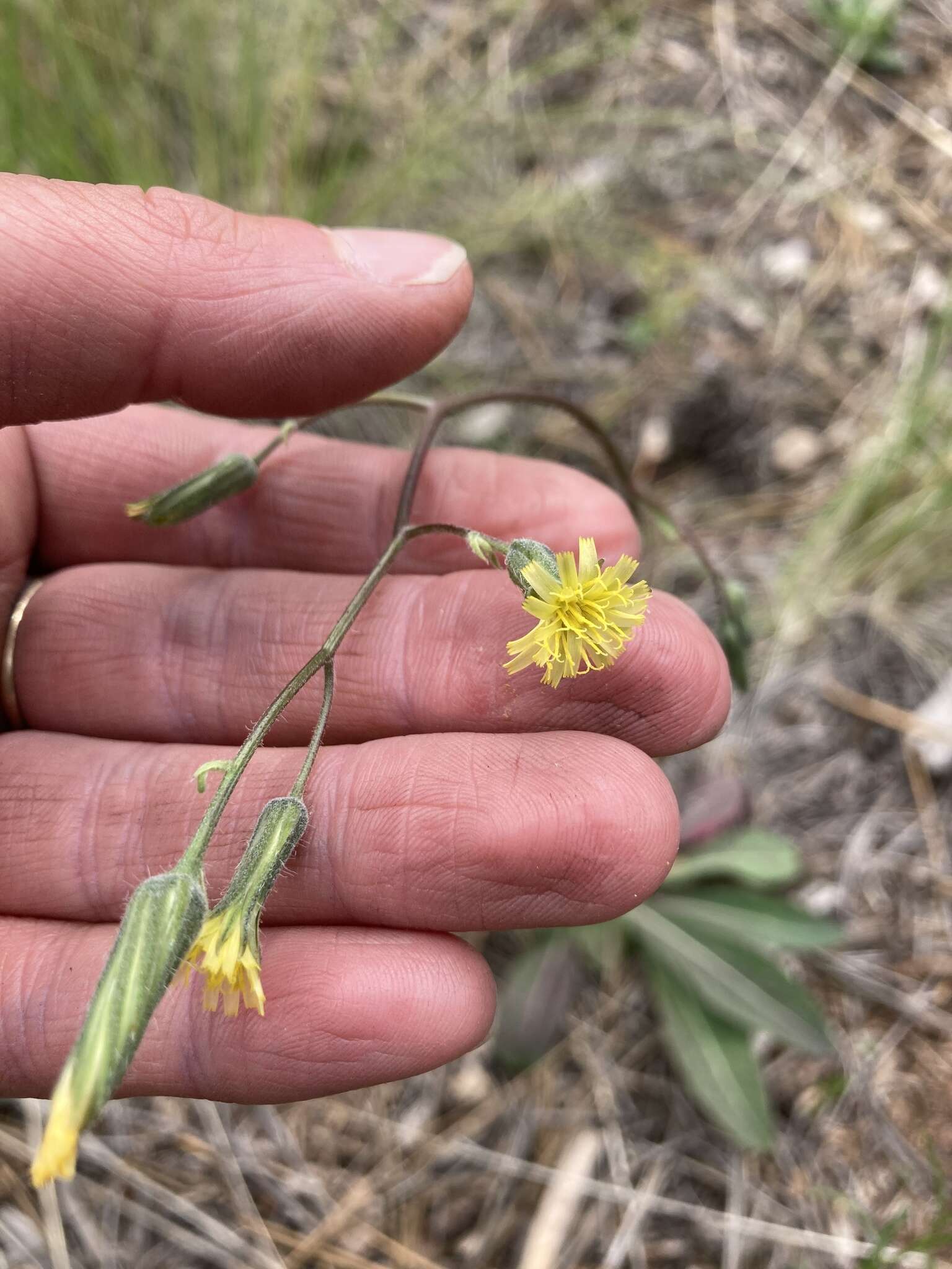 Image of yellow hawkweed