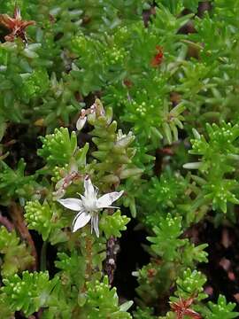 Image de Sedum moranense Kunth