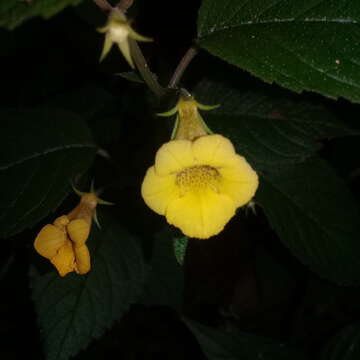 Image of Achimenes flava C. V. Morton