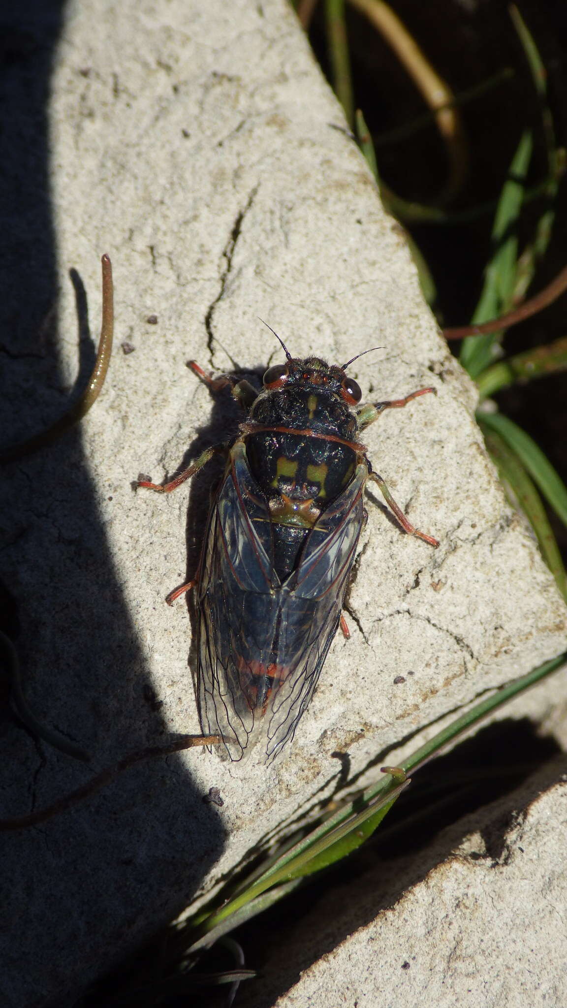 Image of Campbell’s cicada