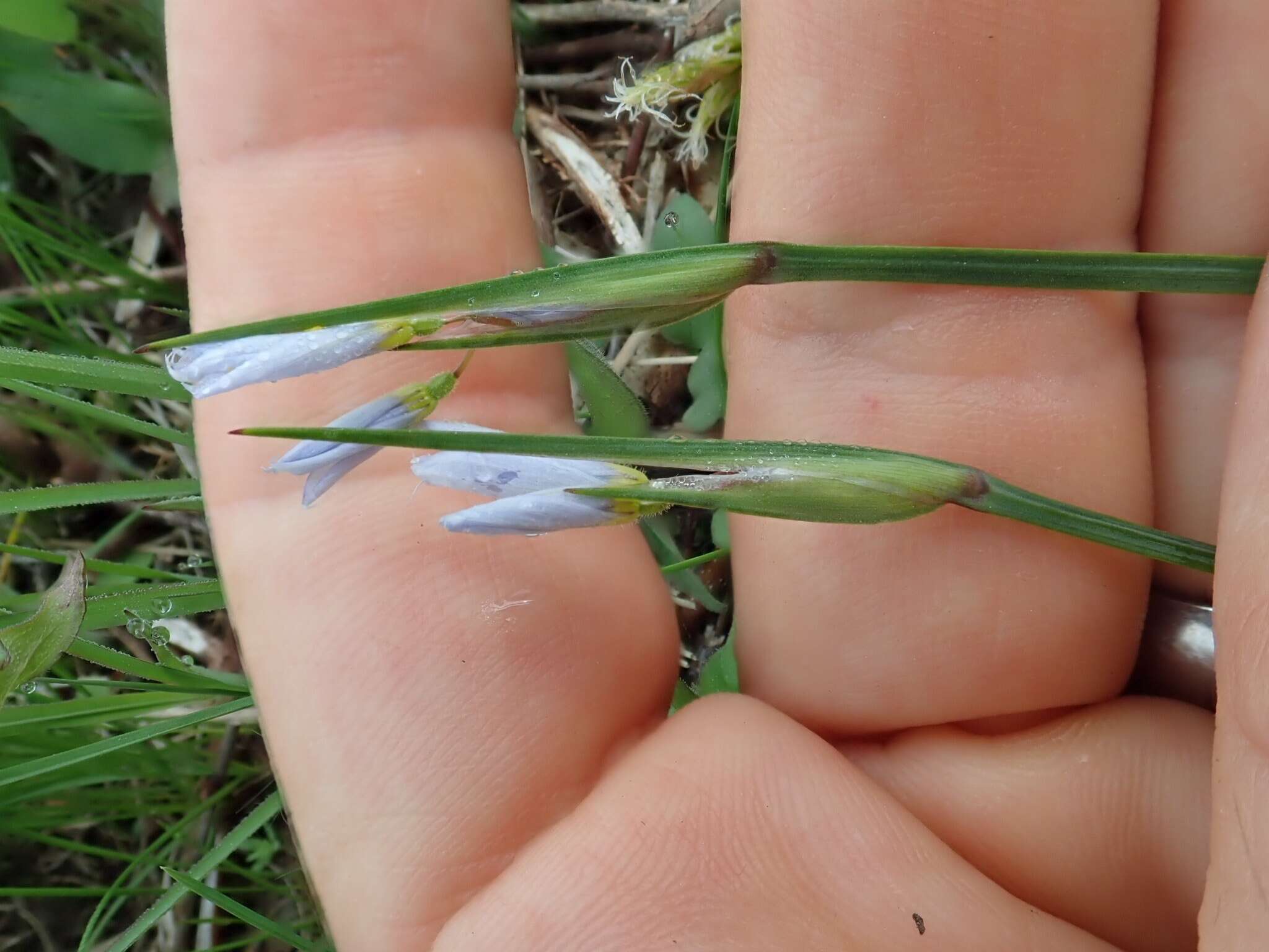 Imagem de Sisyrinchium campestre E. P. Bicknell