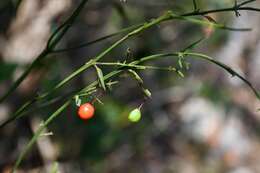 Image of Crossopetalum uragoga (Jacq.) O. Kuntze