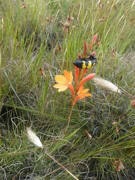 Imagem de Watsonia minima Goldblatt