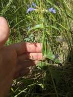 Image of Front Range beardtongue