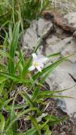 Image of Xerophyta adendorffii Behnke