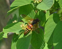 Image of Western Cicada Killer